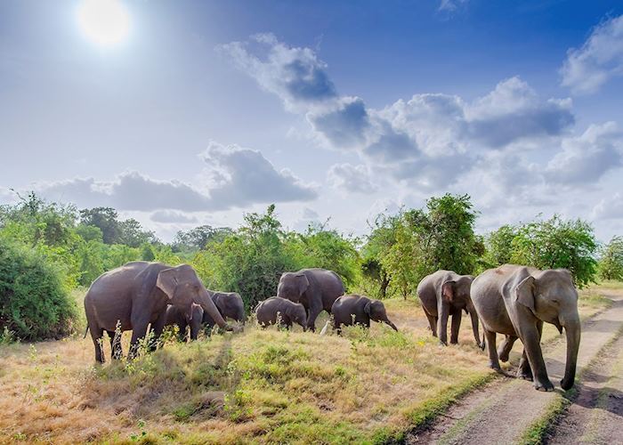 Yala National Park