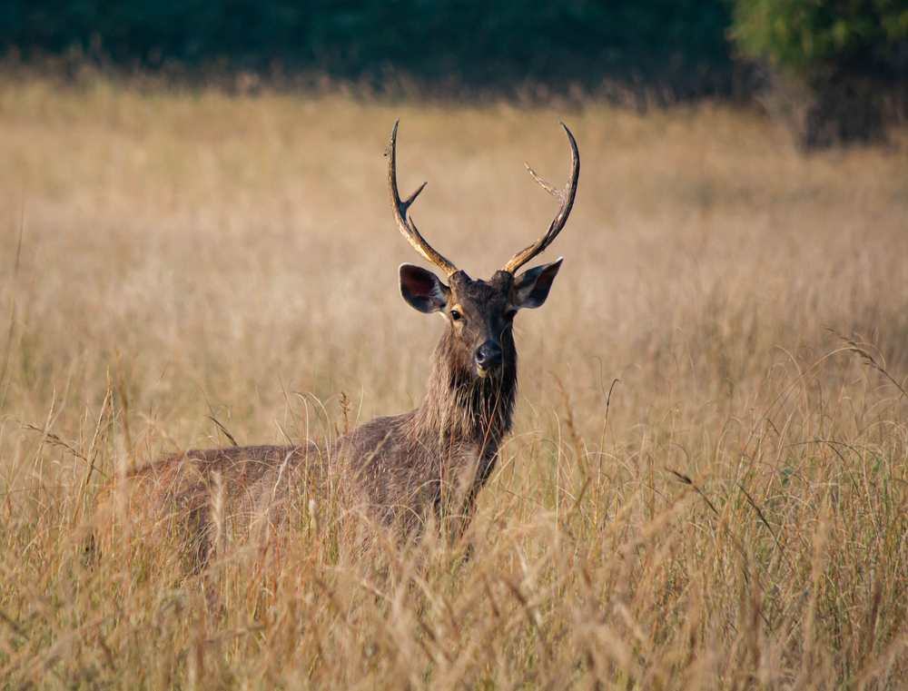 Wasgamuwa National Park