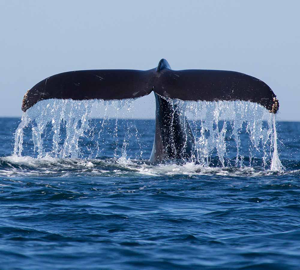 Whale Watching Sri Lanka